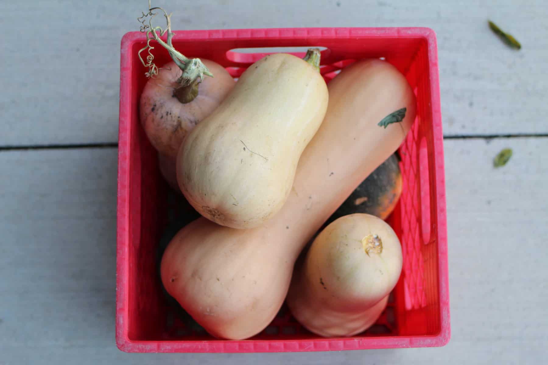 butternut squash