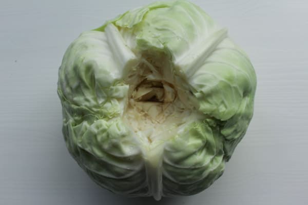 Cabbage 